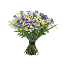 Matricaria Garden Roses